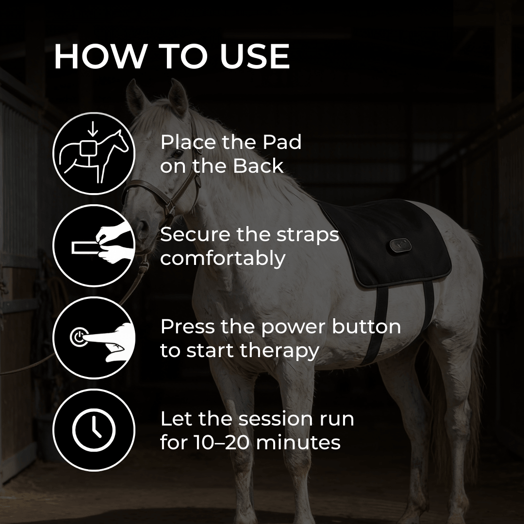Horse Therapy™ HaloBack