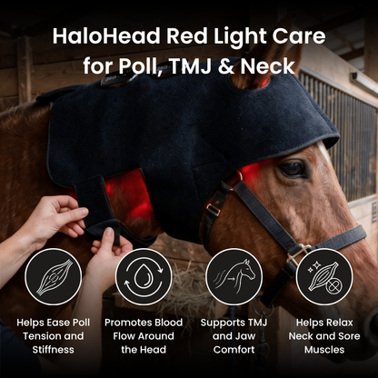 Horse Therapy™ HaloHead