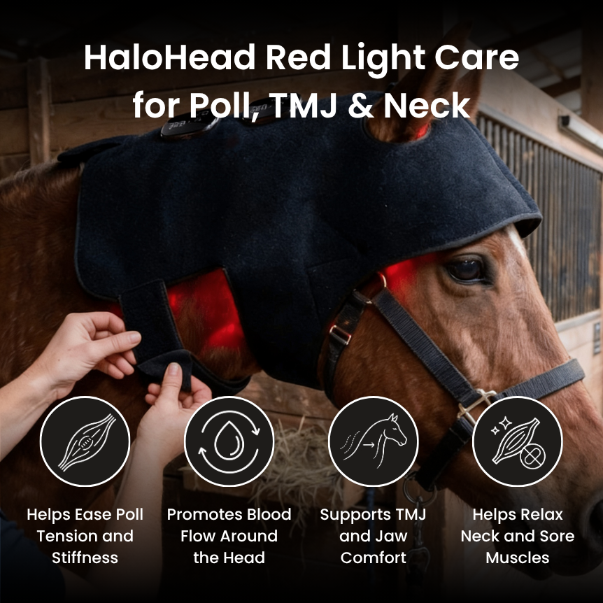 Horse Therapy™ HaloHead